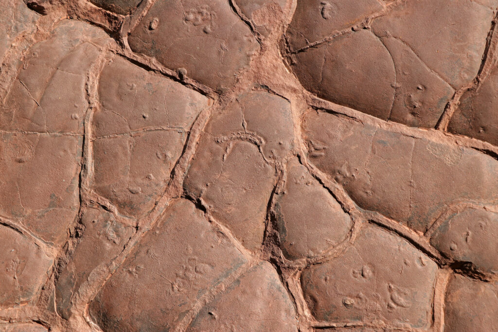 Etwa 290 Millionen Jahre alter versteinerter Schlamm mit Trockenrissen aus der Ursaurier-Fossilfundstelle "Bromacker" in Thüringen. Foto: S. Voigt.